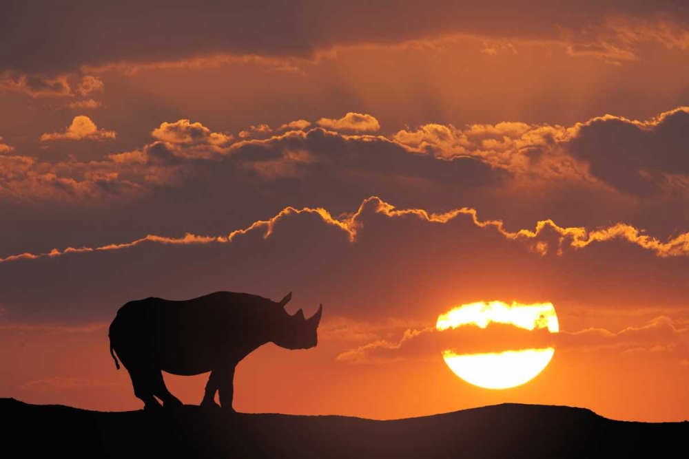 Kenya, Masai Mara White rhinos at sunset